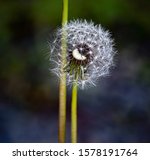Cotton Flower Alone On A Stalk...