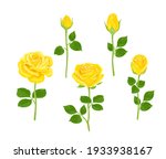 Set Of Yellow Roses Of...