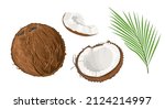 coconut set. brown whole... | Shutterstock .eps vector #2124214997
