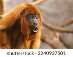 Small photo of Close-up of a Southern Brown Howler (Alouatta guariba clamitans) - Bugio ruivo, a red fur monkey native to southeastern Brazil and northeast Argentina, suceptible to the yellow fever disease