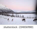 Small photo of Deer animal reindeer polar elk arctic moose mammal horned furry close up in winter snow landscape Lapland Norway Finland North Pole Saami