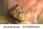 Closeup of lions posing in...
