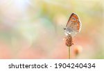 One Butterfly  Brown Argus ...