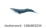 Blue Whale. Isolate On White...