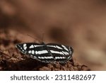 Small photo of common sailor butterfly Dry-season form - Upperside black, with pure white markings. Forewing discoidal streak clavate (club shaped), apically truncate, subapically either notched or sometimes indisti