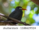 Inca Tern Sitting In A Tree