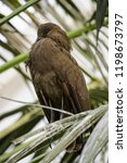 Small photo of Hammerkop sitting in a tree