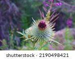 Thistle Flowers At The Forest...
