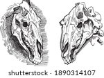 Illustration Of 2 Horse Skull....