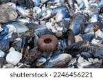Sea Urchin Shell On The Beach...