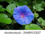 Morning glory with the rain...
