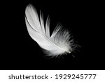 White duck feathers isolated on ...