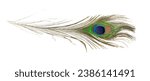 Small photo of peacock feather on white isolated background