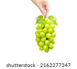 Hand holding a beautiful bunch of Shine Muscat grape, isolated on white background