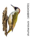 European Green Woodpecker On...
