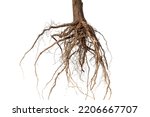 Root. tree root. tree stump....