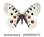 Apollo butterfly (Parnassius apollo). Colorful bright apollo butterfly isolated on white. Beautiful butterfly for design. Male