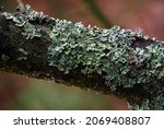 Common Blue Lichen. Blue Lichen ...