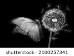 Small photo of bright morpho butterfly on dandelion seeds isolated on black. close up. butterfly on fluffy dandelion black and white.