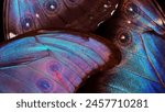 Wings of a butterfly morpho on...