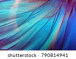 Detail of morpho butterfly wing