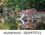 Tiger Walking In The Water Of A ...