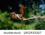 Eurasian Red Squirrel  Sciurus...
