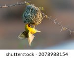 Southern Masked Weaver  Ploceus ...
