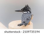Small photo of Giant Kingfisher (Megaceryle maxima) fishing from the Platoon Crossing in the Olifants river in Kruger National Park in South Africa