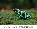 Small photo of Green-and-black poison dart frog (Dendrobates auratus), also known as the green-and-black poison arrow frog and green poison frog walking in the Rainforest near Sarapiqui in Costa Rica
