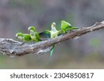 Small photo of Monk Parakeet (Myiopsitta monachus), also known as the Quaker parrot, just coming out of their nest in the early morning in the Pantanal North, Mato Grosso in Brazil