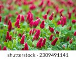 Trifolium incarnatum, known as crimson clover or Italian clover, is a species of short-growing flowering plant in the family Fabaceae, native to most of Europe. Field of flowering crimson