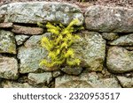 Small photo of plant on a stone wall. Petrosedum rupestre, also known as reflexed stonecrop, Jenny's stonecrop, blue stonecrop, stone orpine, prick-madam and trip-madam, is a species of perennial succulent flowering