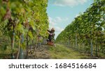 Small photo of Grape grower in strawhat working on vine field collecting ripe fresh grapes into basket during september season. Concept of winemaking.