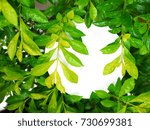 Small photo of Light and dark grungy thin green Sheena's Gold (Duranta erecta) leaf tree branch bush with round white frame blank space on the right