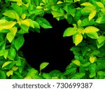 Small photo of Light and dark grungy thin green Sheena's Gold (Duranta erecta) leaf tree branch bush with round black frame blank space in the middle