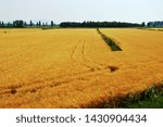 Small photo of Right line of a field of golden wheat in country
