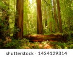 Small photo of Redwood trees in the Redwood National and State Parks (RNSP), They are old-growth temperate rainforests located in the United States, along the coast of northern California.