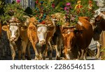 The "cattle descent" parade of decorated cows moves through the village of Lauterbrunnen, Switzerland.