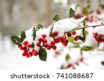 A Branch Of A Holly Tree With...