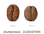 Comparative characteristics of Arabica and Robusta coffee beans isolated on white. clipping path.