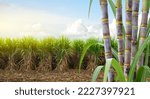 Small photo of Sugar cane stalks with sugar cane plantation background.
