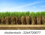 Small photo of Sugar cane plantation field with blue sky background.