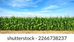 Panoramic view of corn field...