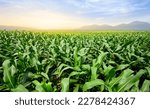 Panoramic view of young corn...