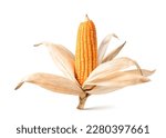 Dried corn cob isolated on...