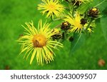 Small photo of Wild Sunflowers also Known as Scabwort, Horse-Heal, Elecampane Inula and Yellow Starwort