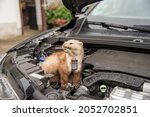 Small photo of Marten bites a cable in a cars engine compartment
