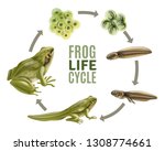 Frog Life Cycle Stages...
