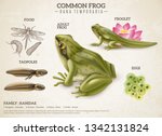 Frog Life Style Retro Biology...